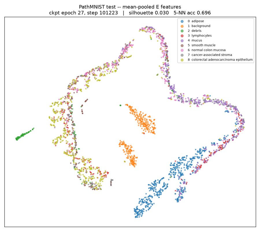 2-D embedding of mean-pooled encoder features coloured by tissue class